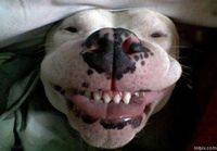 Koira hymyilee