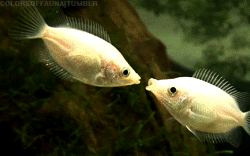 Pusukalat - Fun fact: Ne ei oikeasti suutele, vaan tappelevat. Se kumpi saa ensin toisen ylä- tai alahuulesta kiinni on voittaja.