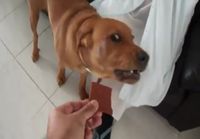 Koira ei halua herkkupalaa