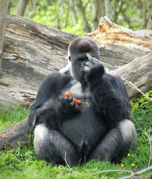 Gorilla aterioimassa - Kidon naapureita kenties