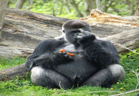 Gorilla aterioimassa
