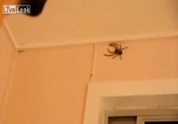 Australialaisten huonehämähäkit