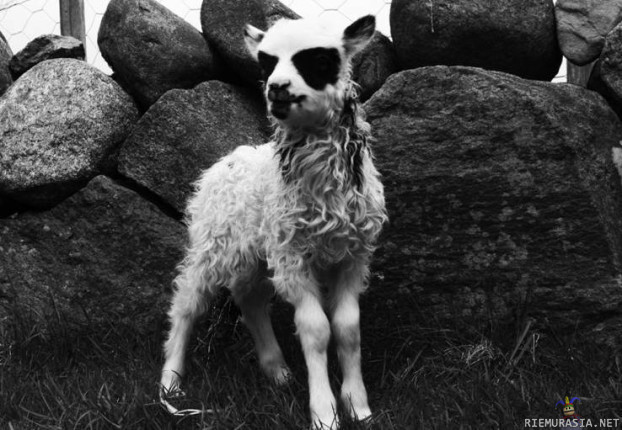 Norjalainen lammas syntyi black metal -meikit kasvoillaan