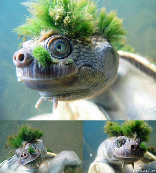 Punkkari kilppari - This is the Mary River turtle (Elusor macrurus), and its green mohawk is made up of algae. This often covers the shell as well as the head, and helps to camouflage the animal.