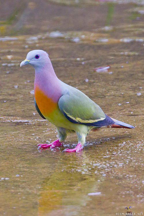 Värikäs pulu - The Pink-necked Green Pigeon (Treron vernans) is a species of bird in the Columbidae family. (NOT photoshopped)