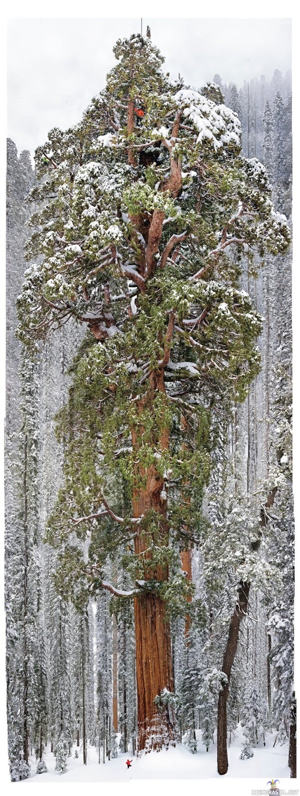 3.200 Year Old Giant Tree - The world&#039;s second-largest known tree, the President, in Sequoia National Park is photographed by National Geographic magazine photographer Michael &quot;Nick&quot; Nichols for the December 2012 issue. The final photograph is a mosaic of 126 images.
