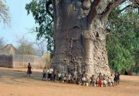 2000 vuotta vanha puu etelä-afrikassa