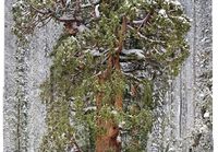 3.200 Year Old Giant Tree