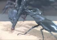 Skorpioni vs. kuoriainen