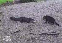 Alligaattori vs. kissa