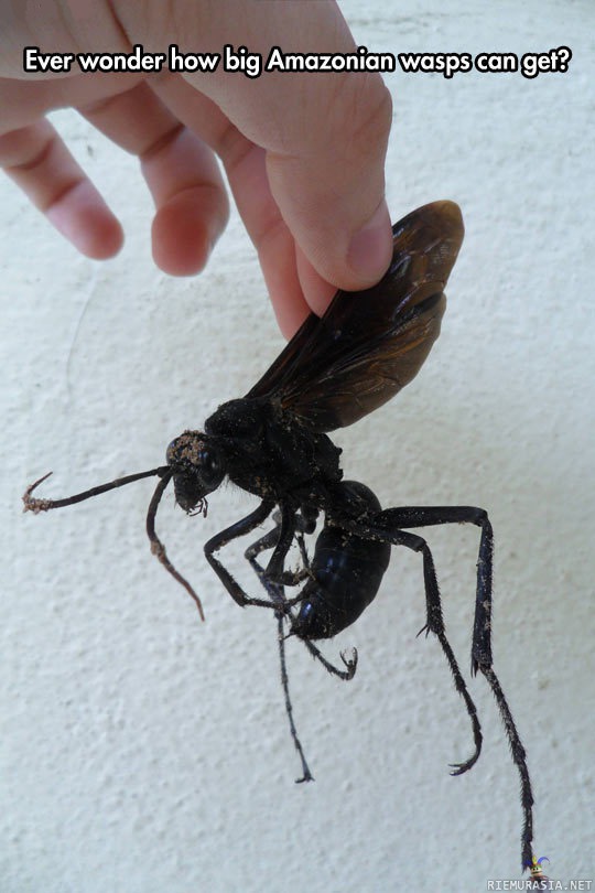 Pikku amppari - Pikkuinen ampiainen amazonilta