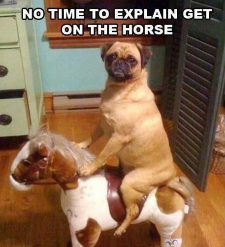 No time to explain - get to da horseee !