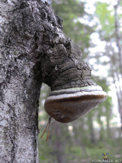Suomalainen koivu aamupakkasessa - Ilmanko ne emännät viihtyy sienimettäs