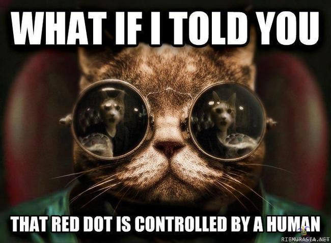 Red dot - Morpheus cat