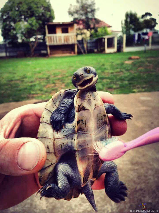 Hihihi,kutittaa - Kilpikonnan kuorta rapsutellaan puhtaaksi hammasharjalla