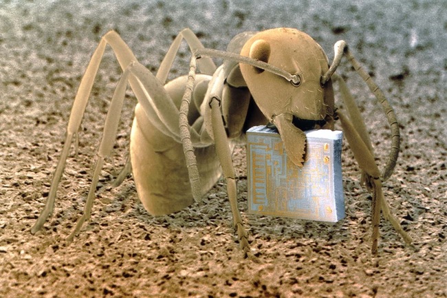 Muurahainen viemässä uutta mikrosirua pesäänsä - Muurahainen on luultavasti päivittämässä pesän servereitä.