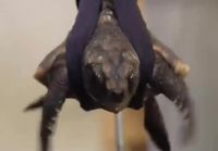 Kilpikonna opettelee uimaan