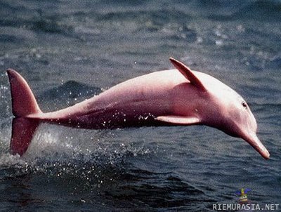 Amazon river dolphin - Pink Dolphin