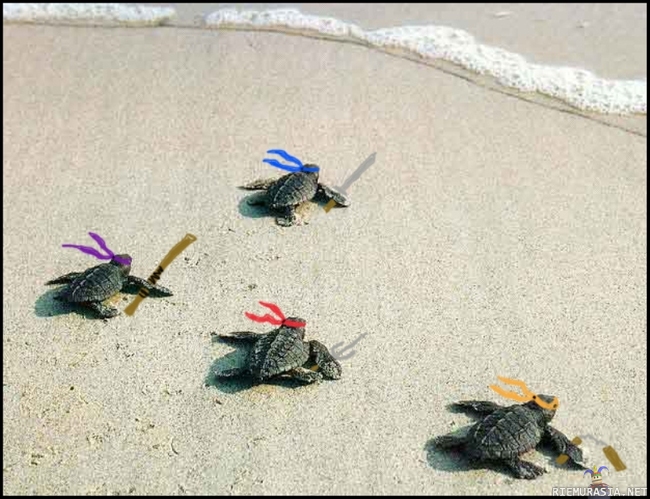 Turtlesit - The First Big Battle