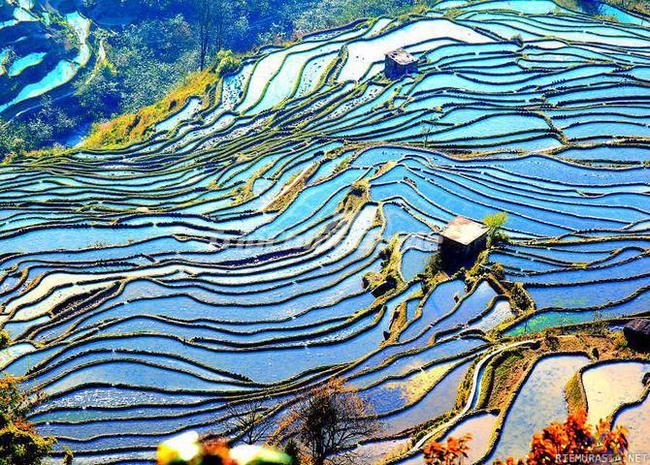 Yuanyang rice fields - Kiinassa 