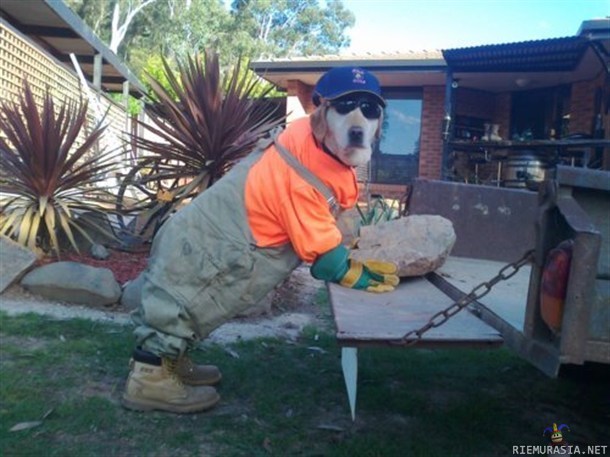 Construction Dog Rises Again
