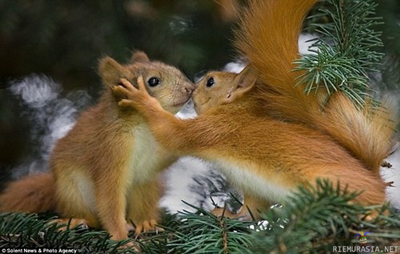Söpöt oravat - Söpöt oravat lähekkäin romanttisissa tunnelmissa.