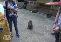 Apina varastaa ihmiseltä.