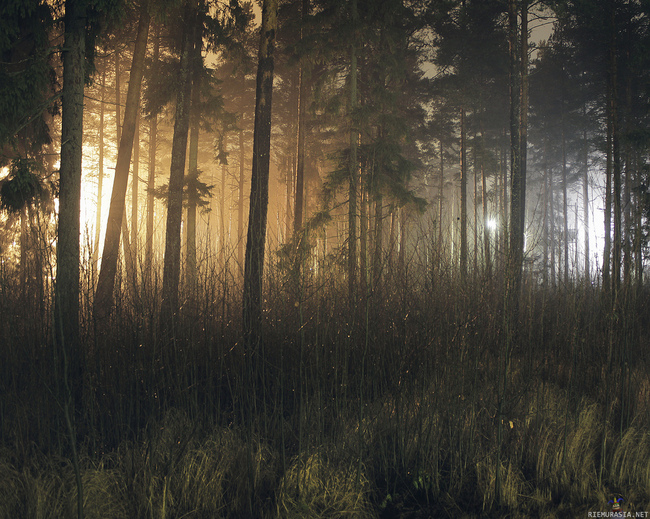 Jatketaan tätä viikon teemaa mun ottamalla yöllisellä metsäkuvalla - Oli sumua ja outoja valoja metässä. Ehkä ne oli ufoja. Tässä on (valokuvaajille tiedoksi) käytetty pitkää valotusaikaa.