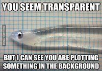 Transparent Fish