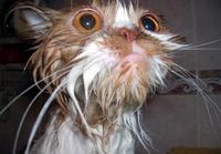 Why cats don\\\'t like water
