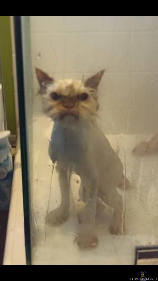 Jos katse voisi tappaa - Kissa ei pidä suihkusta