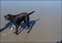 Koira hörppinyt vähän vettä uidessa