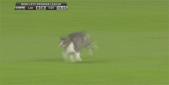 Football cat - Ja tätä kissaa ei potkita!!! &gt;:(