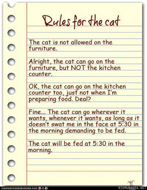 Rules for the cat - Wait, nevermind....