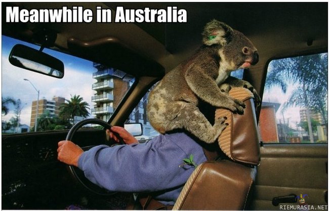 Australia - Koalalla hyvä paikka