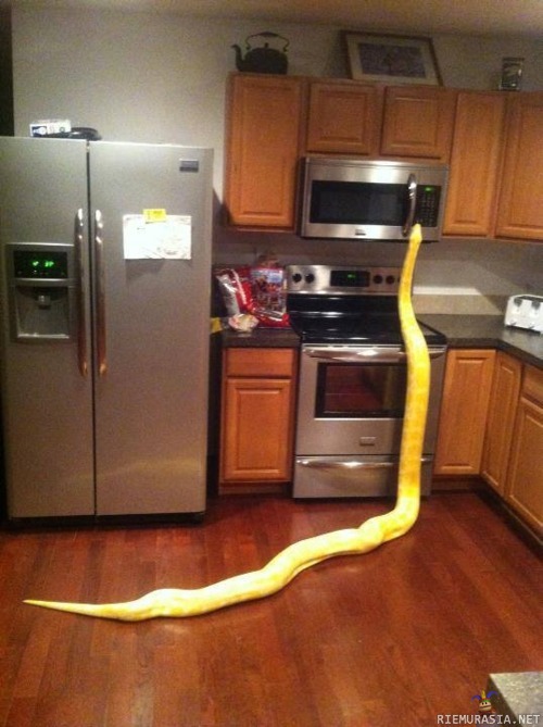 Kuulin että olet tulossa kotiin - joten ajattelin lämmittää ruokasi valmiiksi. - Snakebro