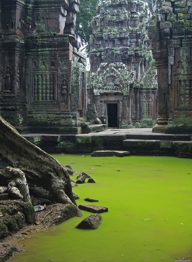 Luontopornoa - Ta Prohm temple Angkorissa, Kambod?assa