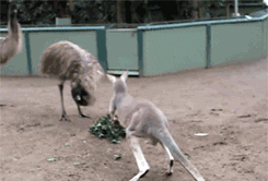 Kangaroo vs Emu - WAAAH