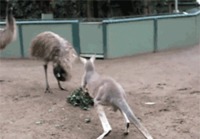 Kangaroo vs Emu