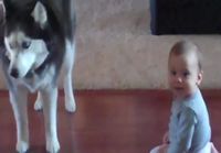 Koira matkii vauvan huutoa