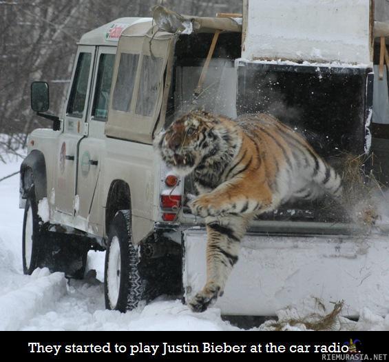 Justin Bieber... - ...tiger reaction :D
