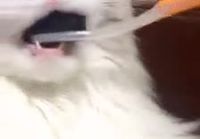 Kisse saa hammasharjan suuhun ja järkyttyy