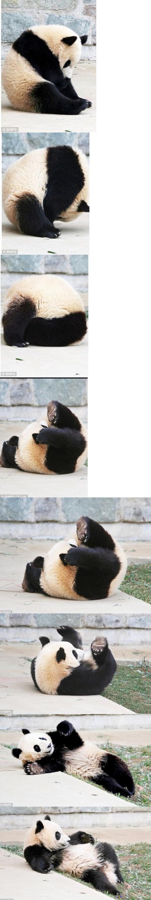 Panda kuperkeikka