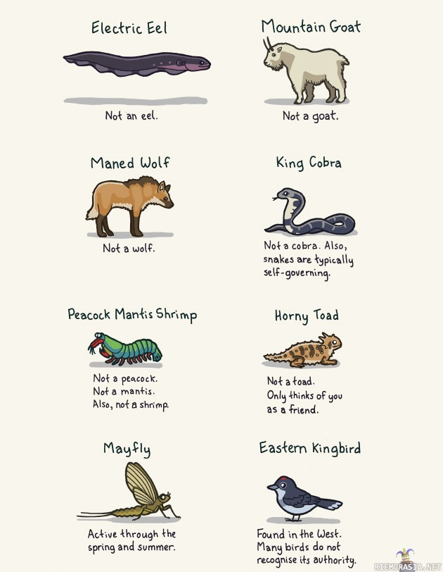 Eläinten nimet