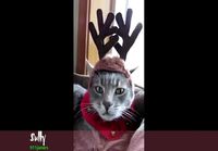 Eläinten joululaulu