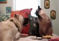 Kissa nyrkkeilee koiraa vastaan