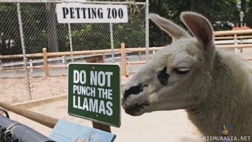 Do not punch the llamas