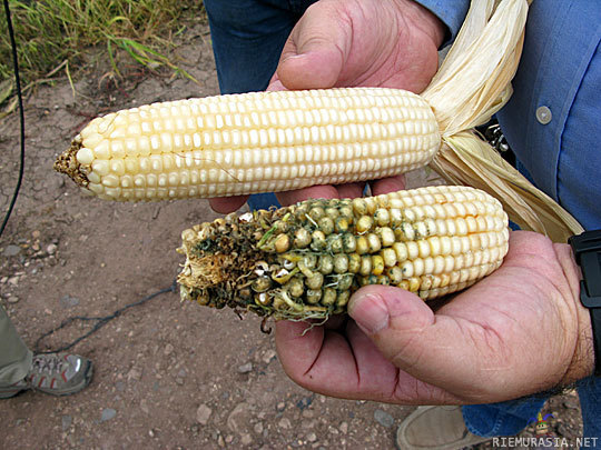 Luomua jne. - Honduran farmer holds up two ears of corn. One Genetically modified to resist a local pest and one not.
