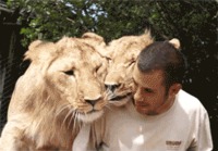 Leijonat ja niiden kamu