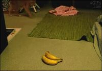 Kissa ja banaanit